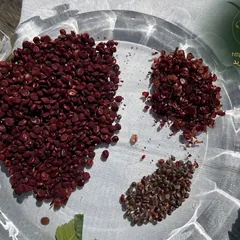 سماق قرمز ممتاز هوراند — بسته‌بندی فروشگاه ریهان